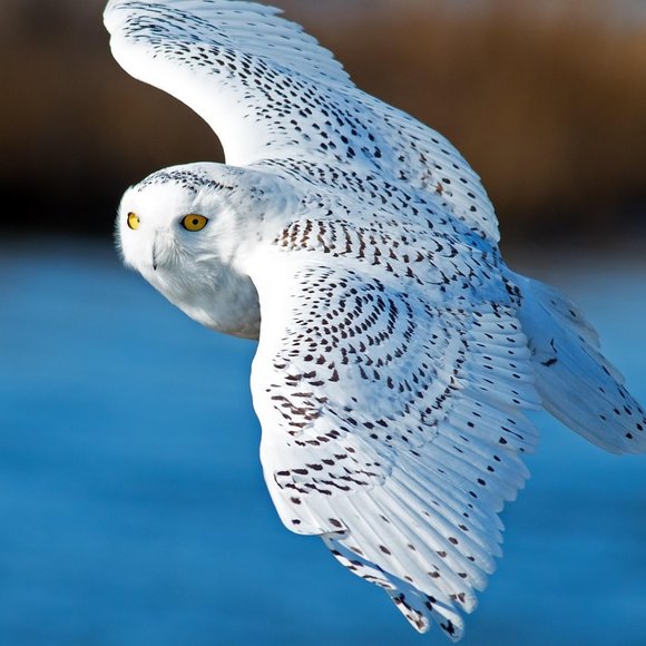 Meet your Posher, Chris - Picture 1 of 1